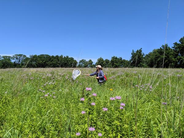 Scientist collecting insects with a net on a hoop
