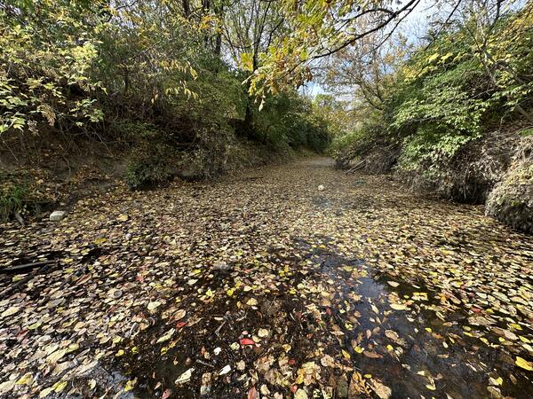 Leaf covered stream in autumn
