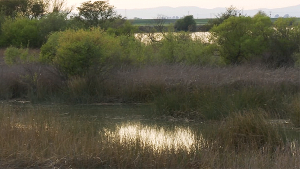 SF Bay-Delta shoreline 