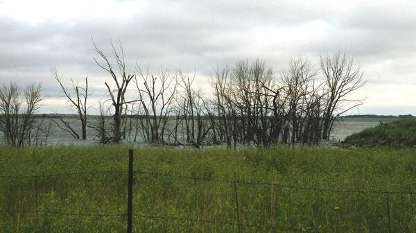 Dead trees stand along the edge of a lake with grass inside a fence in the foreground and a cloudy sky above