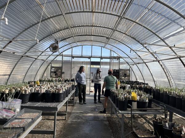 Three people talk and look at plants in a greenhouse that has tables with native plant seedlings on them in Joshua Tree National Park