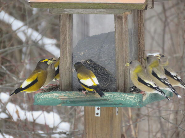 Birds that are black, yellow, and gray with large yellow bills eating sunflower seeds at a feeder during the winter.