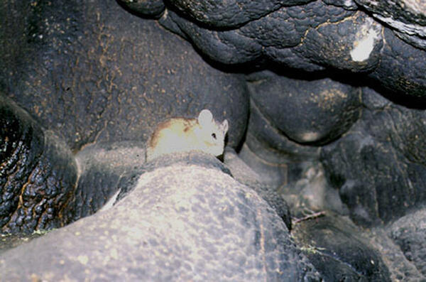 Packrat at its midden