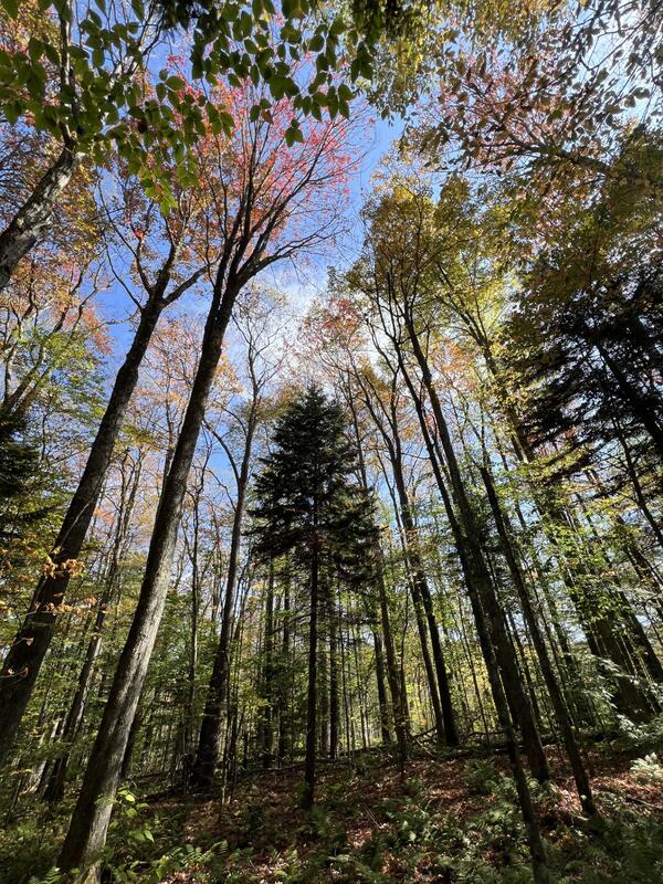 Red spruce in the Central Appalachian Mountains, West Virginia