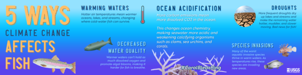 An infographic explaining five ways that climate change has affected fish.
