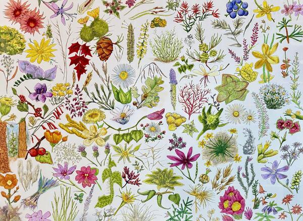 Watercolor and ink painting depicting117 species of plants near a mine site in northern Arizona