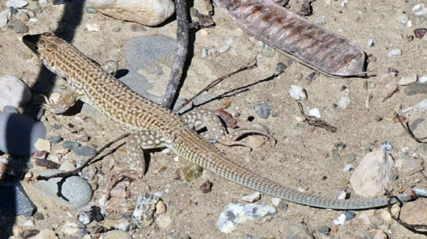 a brown lizard with spotted skin standing in a rocky area of sand