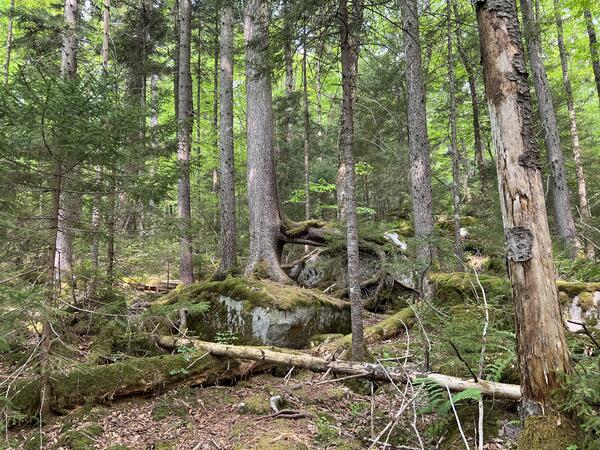 Gaudineer Knob in eastern West Virginia 