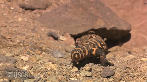 Animated GIF showing a gila monster wagging it's tail back and forth repeatedly.