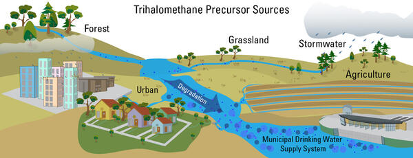 Graphical abstract of trihalomethane precursor sources showing the flow from forest, urban, grassland, and agriculture areas