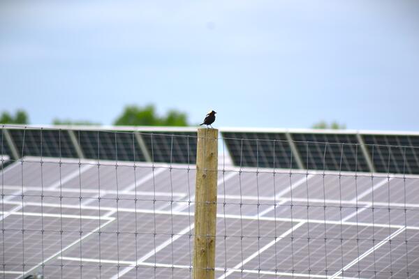 Bird perched on a wooden post at a solar energy site in the Northeast