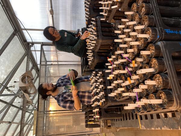 Two people plant seeds in a greenhouse experiment