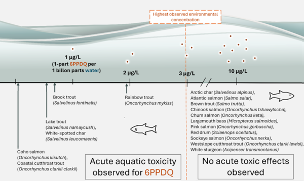 chart on 6PPDQ effects on different types of fish