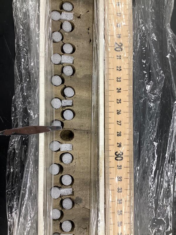 closeup of a 20-centimeter-long section of sediment core showing holes where samples have been removed.
