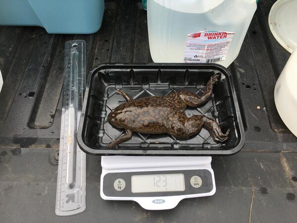 Brown frog with black spots on weighing scale