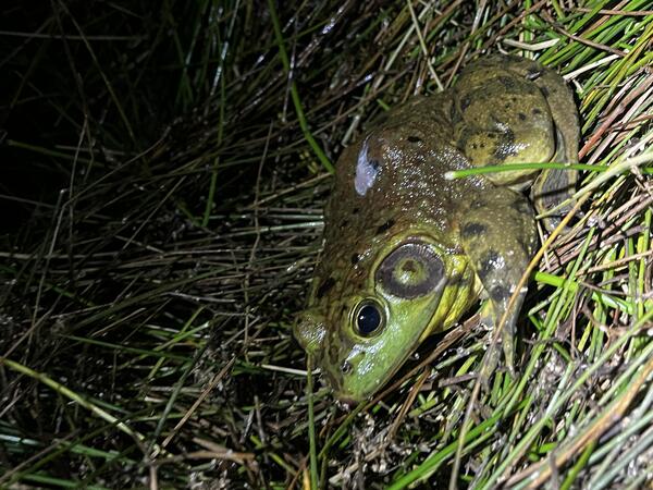 American bullfrog