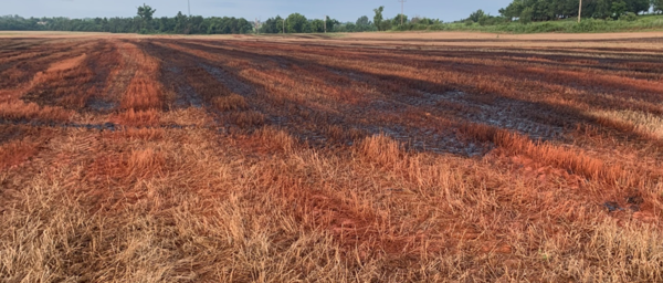 Oil-based drilling byproducts on wheat field