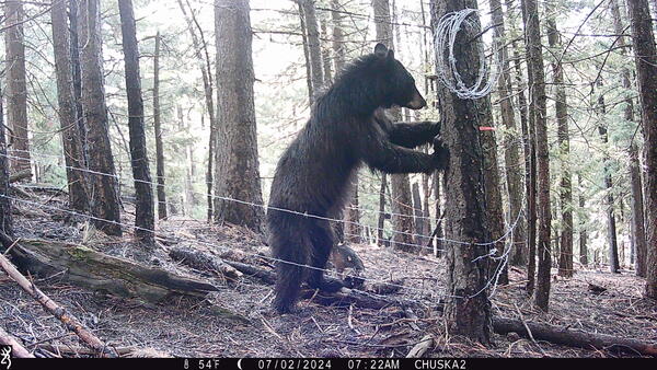 An American black bear investigates a scent lure at a hair-snare station
