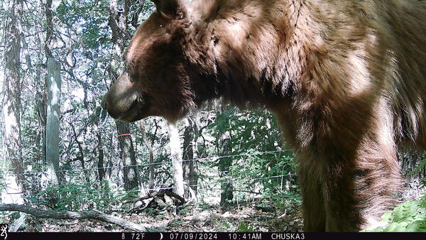 An American black bear investigates a scent lure at a hair-snare station