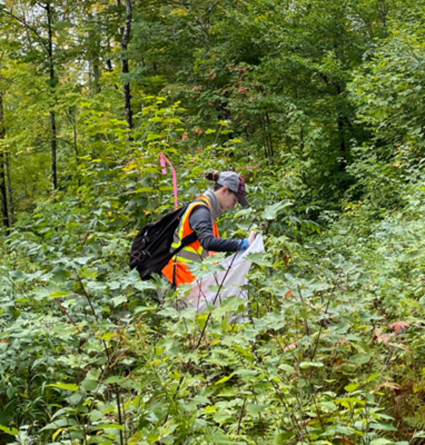 Juliana Berube uses a technique developed by the Penobscot Nation to sample ticks from the vegetation.