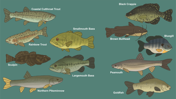 Lake Washington Fish Community