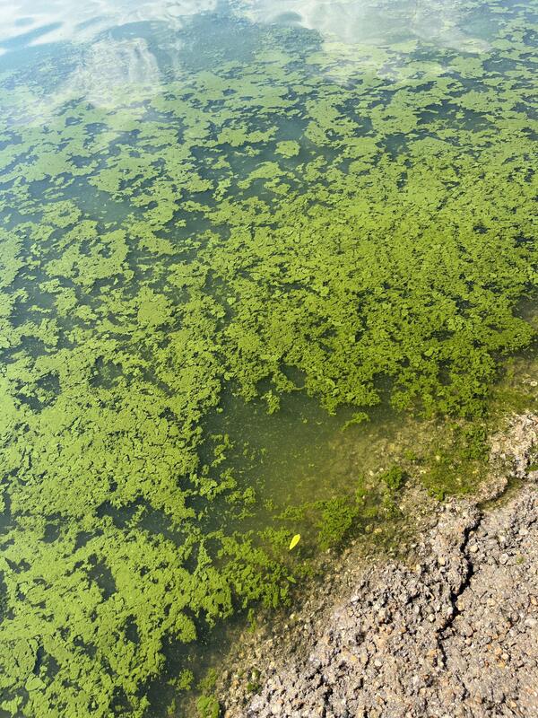 Cyanobacteria algae near the shore of Lake Lowell, Idaho