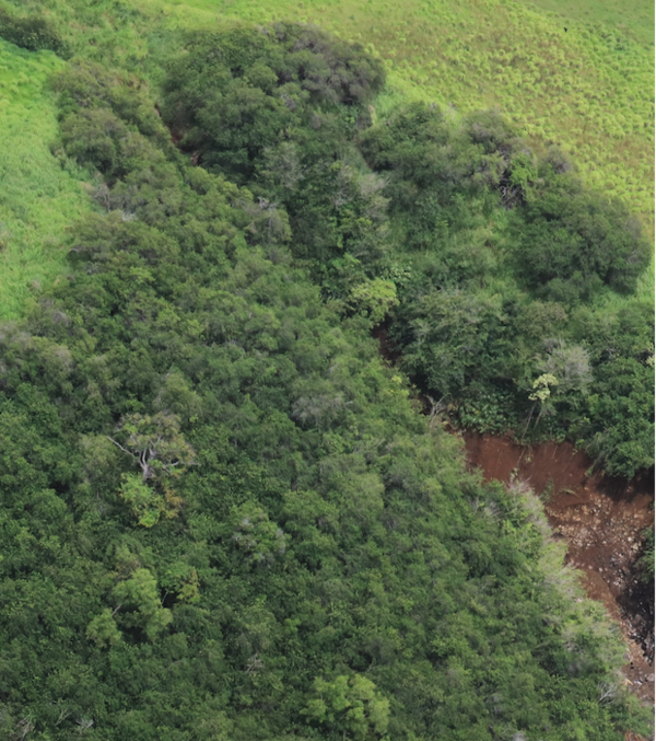 Photo of landslide source area in a gully in weathered soil/regolith