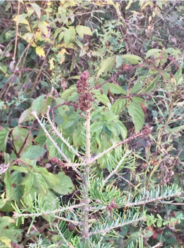 Larval winter ticks clustered atop a small spruce tree in New Hampshire