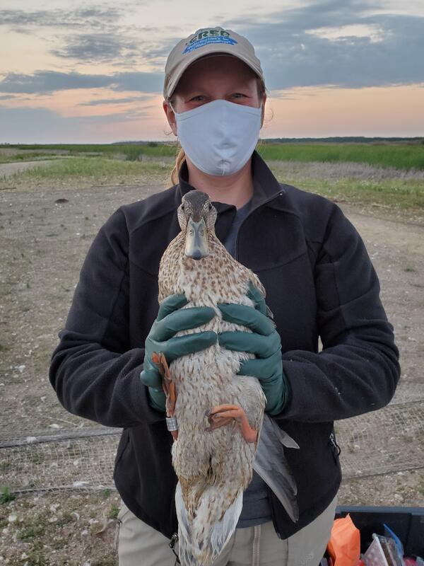 Woman wearing hat, mask and gloves, holding a duck while banding its leg