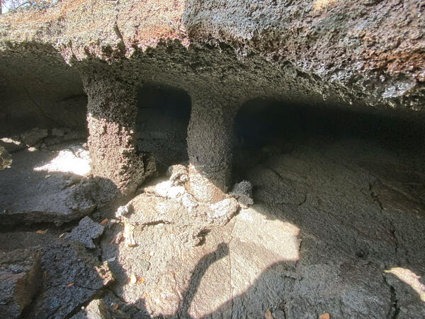 Color photograph of lava trees
