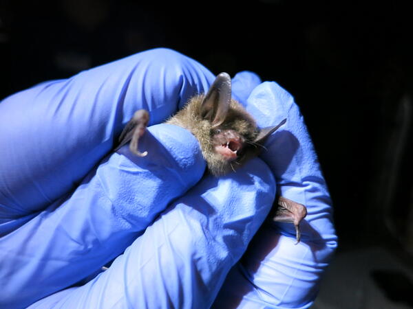 Northern long-eared bat