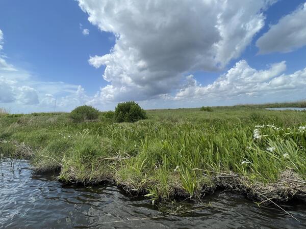 a green marsh meets freshwater in Barataria Estuary. Marsh spider lilies can be seen blooming near the rippling waters edge. The sky is blue with scattered clouds. 