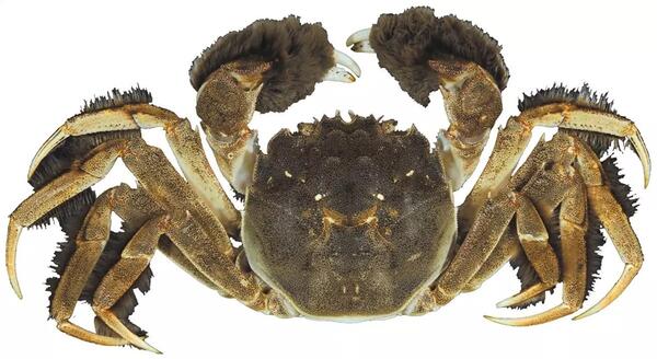 Medium size brown crab with claws that look like mittens