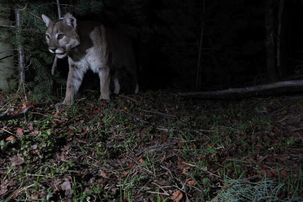 Mountain lion