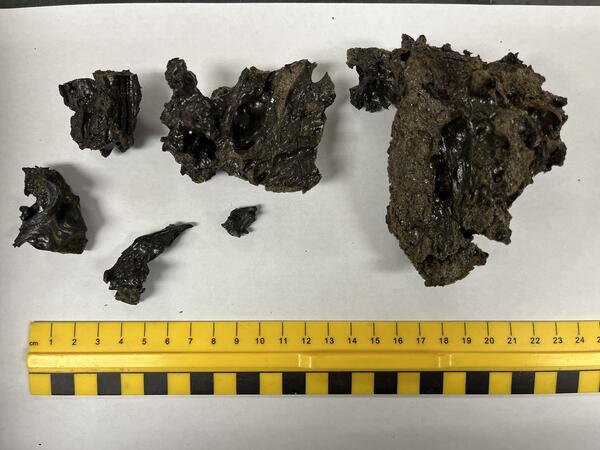 Color photograph of lava spatter samples next to measuring ruler