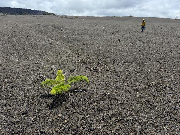 Color photograph of fern growing on otherwise desolate ground surface