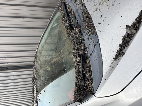 Color photograph of car covered with tephra