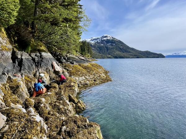 Two scientists examine a rocky shoreline covered in yellow algae and seaweed.