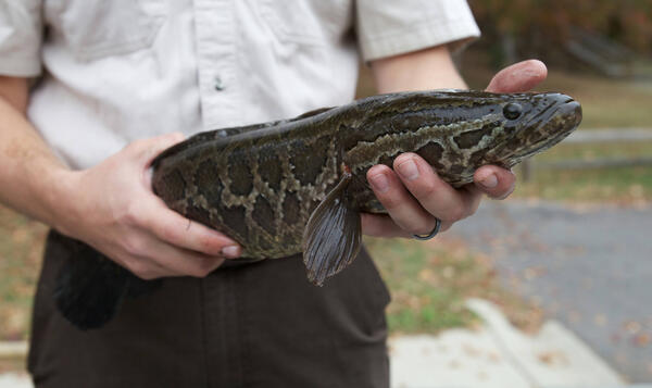 U.S. Fish & Wildlife biologist holding a Northern snakehead