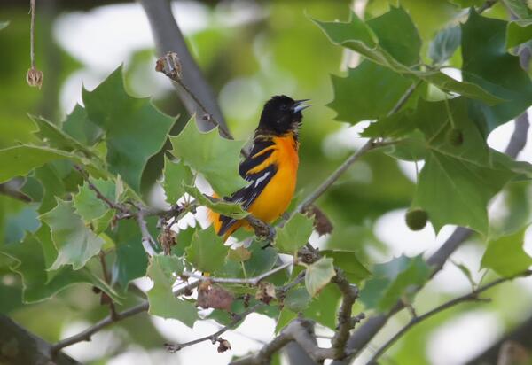 A bird with an orange body and black head sits in a leafy green tree and sings. 