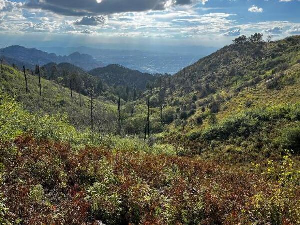 A landscape view of a mountainous and heavily vegetated Oro Valley, CA.