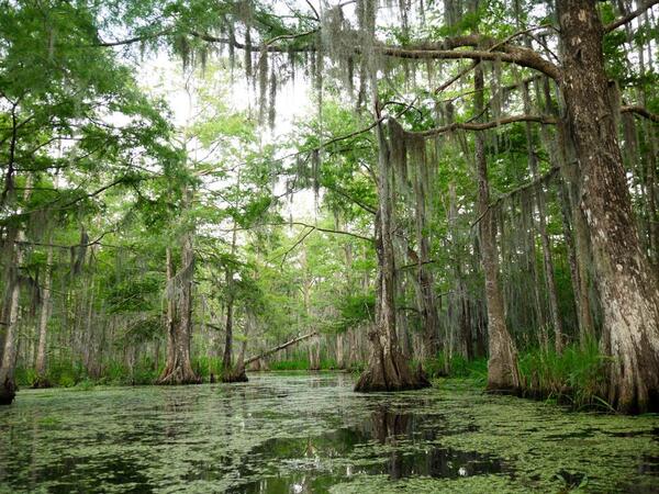 Oxbow lake in Mississippi
