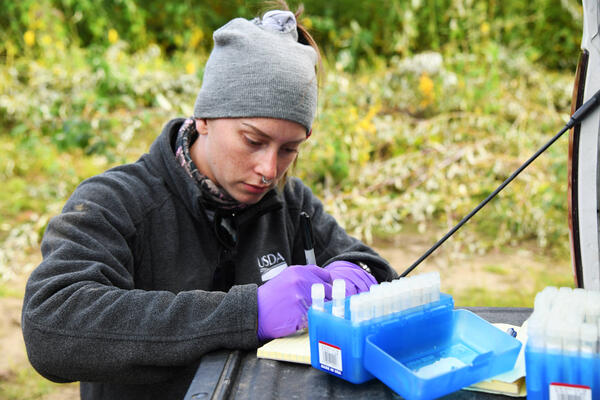 Biologist organizes samples in the field.