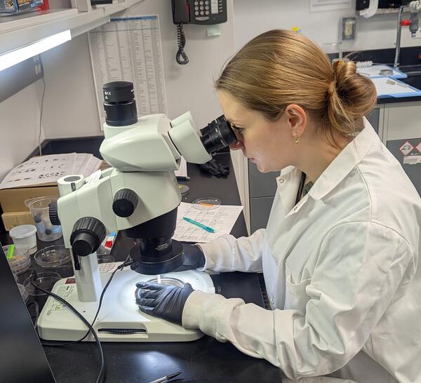 Analyzing macroscopic charcoal under a binocular microscope