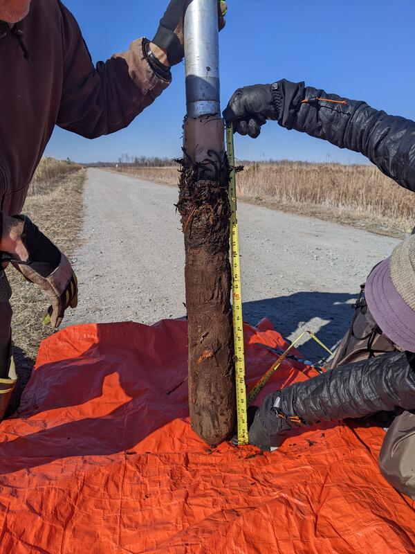A freeze core sample extracted from wetland where fire had recently burned peat