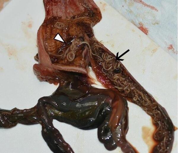 photograph by Anna Pink Snowy owl