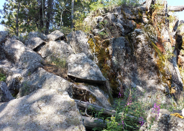 Vertical outcrop of basaltic rock partially covered in moss and dirt with forest in the background