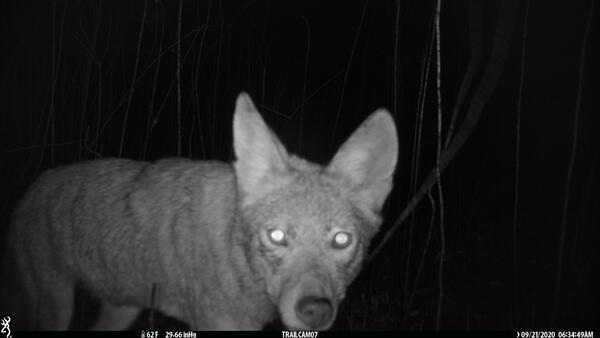 Coyote on trail camera