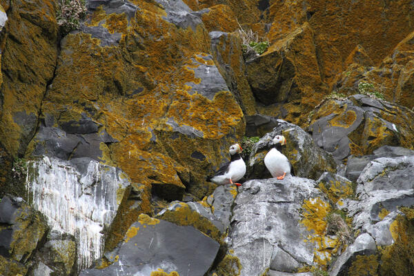 Two puffins on rocky cliff. Black and white seabirds with an orange-and-yellow bill, orange feet and red ring around eye. 