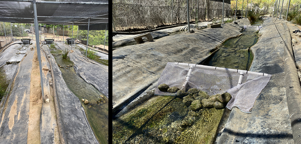 Raceways at the RCD facility